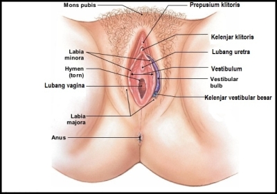 organ genitalia ekternal wanita