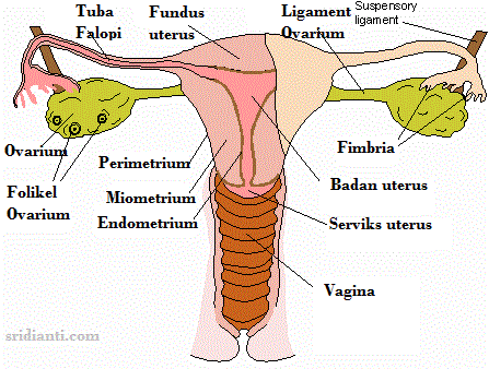 organ genitalia interna wanita